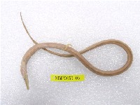 藏品(線尾鴨嘴鰻)的圖片